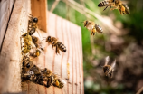 蜜蜂的拼音究竟是什么？